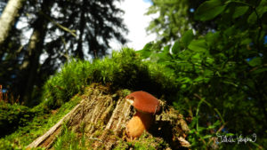 Šumavské lesy a hvozdy jsou skvělým prostorem pro pěstování dvou českých národních koníčků!! Oblíbené houbaření a sbírání borůvek tady má odvěkou tradici a plody z čisté přírody jsou hotový lék :-)