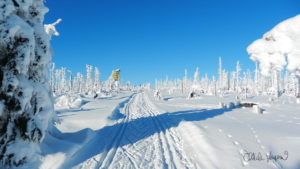 Milosrdná zima a její čerstvý sníh udělají i z měsíční krajiny mrtvých stromů na Poledníku parádní podívanou a vyšplhat nahoru na běžkách patří k povinnosti každého Šumaváka alespoň jednou v roce ;-)